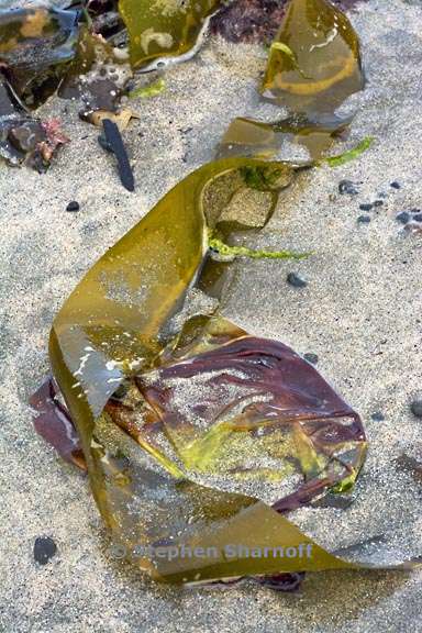 kelp 3709 